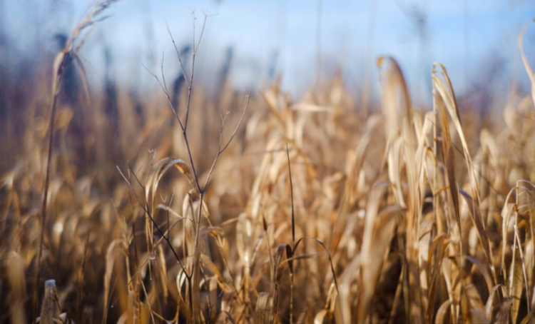 В Рязанском регионе из-за теплой зимы погибли 4% озимых культур