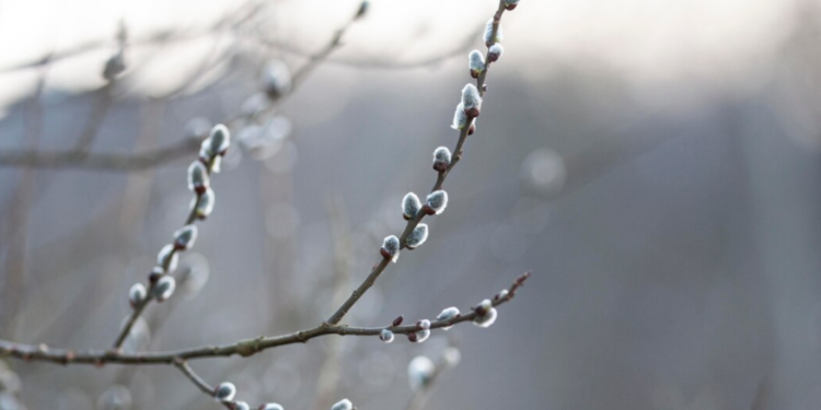 Во вторник в Рязанской области ожидается мокрый снег и до +4 градусов
