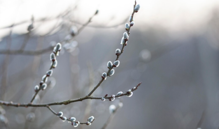 Во вторник в Рязанской области ожидается мокрый снег и до +4 градусов