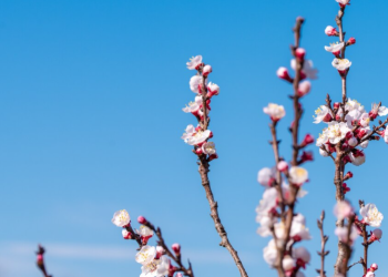 Гидрометцентр: к 8 марта в Рязани потеплеет до +7 градусов Гидрометцентр: к 8 марта в Рязани потеплеет до +7 градусов