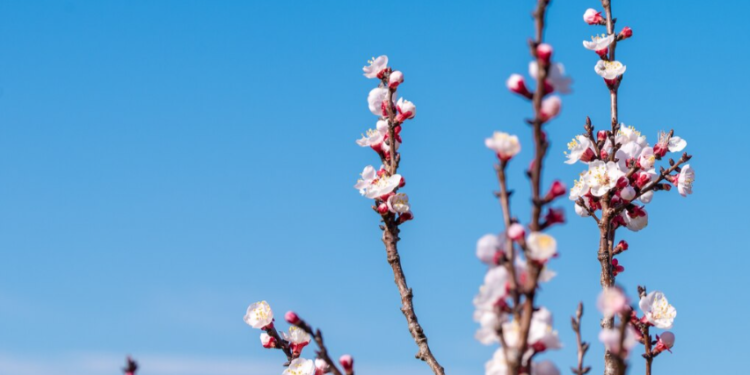 Гидрометцентр: к 8 марта в Рязани потеплеет до +7 градусов Гидрометцентр: к 8 марта в Рязани потеплеет до +7 градусов