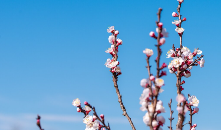 Гидрометцентр: к 8 марта в Рязани потеплеет до +7 градусов