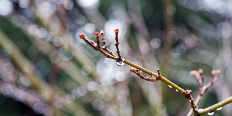 Тишковец: на следующей неделе в Центральной России ожидается до +10 градусов