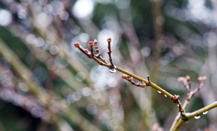Тишковец: на следующей неделе в Центральной России ожидается до +10 градусов