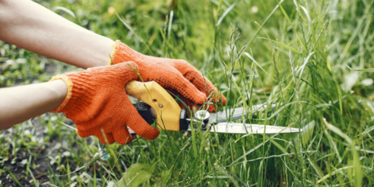Рязанца оштрафовали на 450 тысяч рублей за заросшие земельные участки
