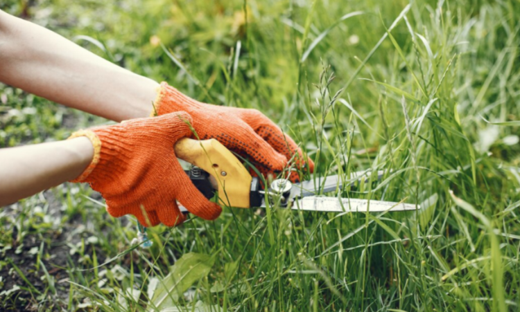 Рязанца оштрафовали на 450 тысяч рублей за заросшие земельные участки