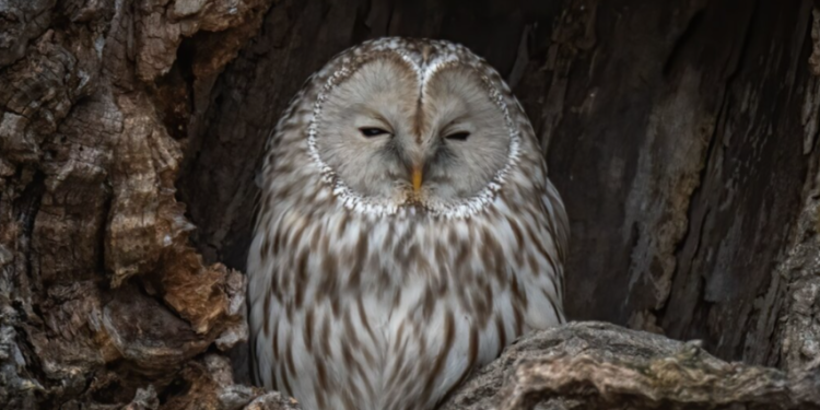 Рязанцам рассказали, как себя вести при обнаружении птенца ушастой совы