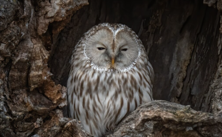 Рязанцам рассказали, как себя вести при обнаружении птенца ушастой совы