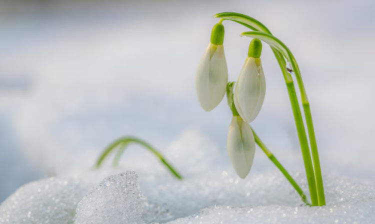 В субботу в Рязанской области ожидается до +9 градусов