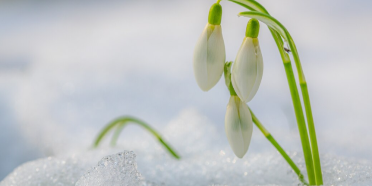Тишковец: в выходные в Центральную Россию вернутся мартовские холода