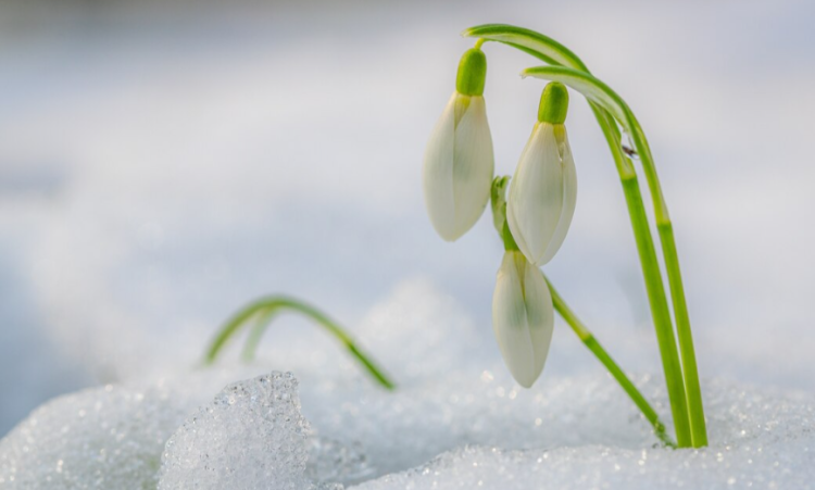 Тишковец: в выходные в Центральную Россию вернутся мартовские холода