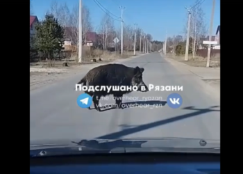 В Рязанской области на проезжей части засняли огромного кабана