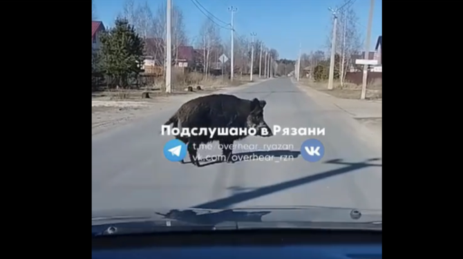 В Рязанской области на проезжей части засняли огромного кабана