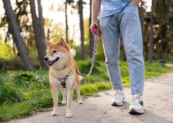 У рязанских Черезовских прудов обустроят площадку для выгула собак за 26 миллионов рублей У рязанских Черезовских прудов обустроят площадку для выгула собак за 26 миллионов рублей