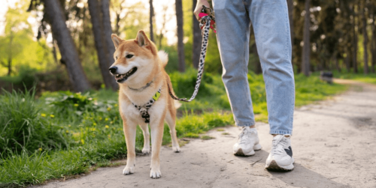 У рязанских Черезовских прудов обустроят площадку для выгула собак за 26 миллионов рублей У рязанских Черезовских прудов обустроят площадку для выгула собак за 26 миллионов рублей