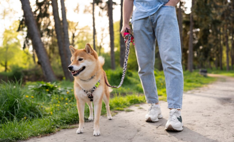 У рязанских Черезовских прудов обустроят площадку для выгула собак за 26 миллионов рублей