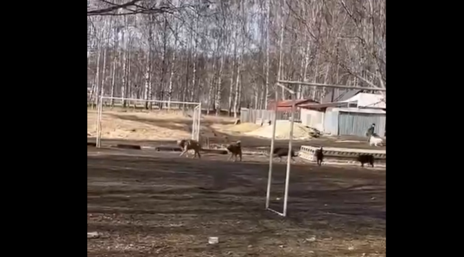 На улице Юбилейной на детской площадке засняли свору бродячих собак