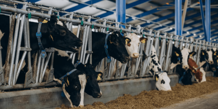 В Касимовском районе построят еще одну молочную ферму В Касимовском районе построят еще одну молочную ферму