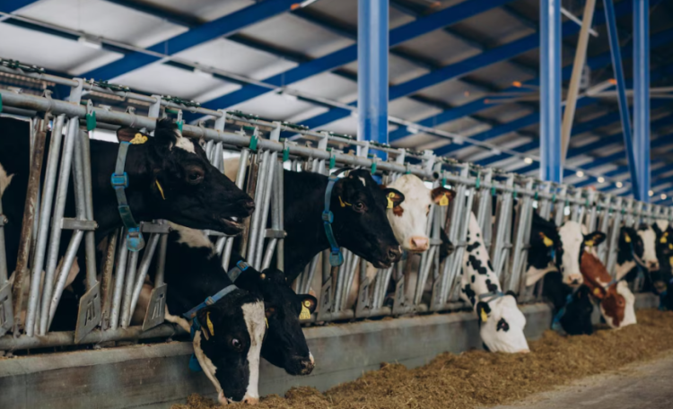 В Касимовском районе построят еще одну молочную ферму