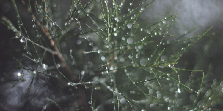 В среду в Рязанской области ожидается небольшой дождь и до +15 градусов