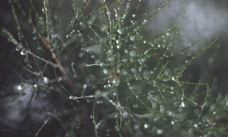 В среду в Рязанской области ожидается небольшой дождь и до +15 градусов