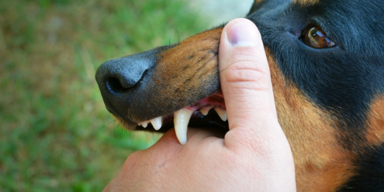 В рязанском Ряжске собака покусала ребенка, который шел в школу