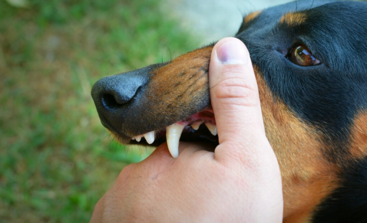 В рязанском Ряжске собака покусала ребенка, который шел в школу