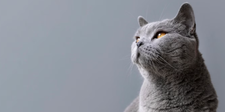 В Рыбновском районе живодер застрелил трех кошек