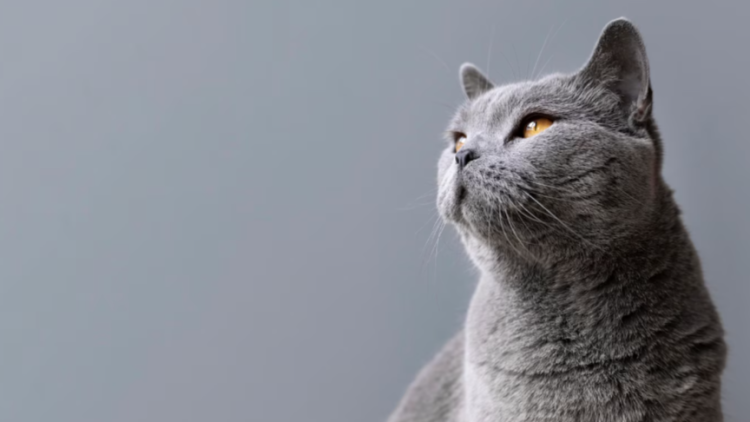 В Рыбновском районе живодер застрелил трех кошек