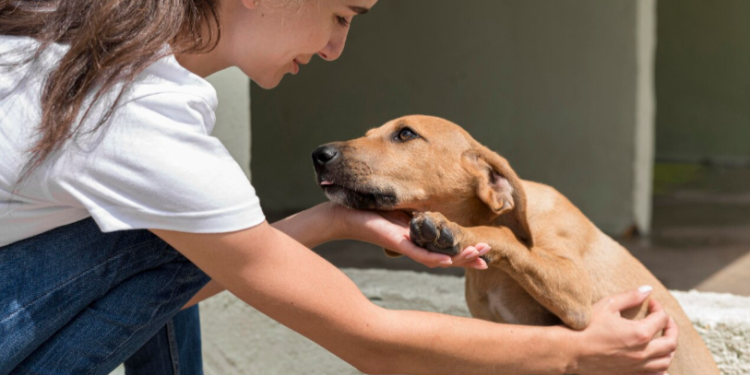 Клишас раскритиковал проект об умерщвлении бродячих животных в приютах
