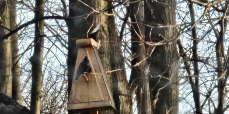 В Рязани засняли прилетевших скворцов