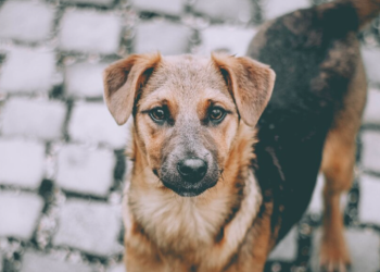 После нападения на ребенка в рязанском Шацке управление ветеринарии начало проверку После нападения на ребенка в рязанском Шацке управление ветеринарии начало проверку