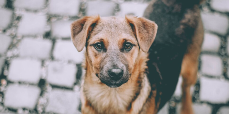 После нападения на ребенка в рязанском Шацке управление ветеринарии начало проверку