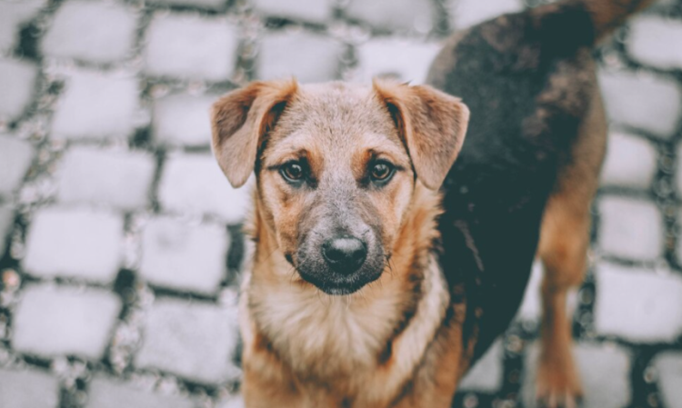 После нападения на ребенка в рязанском Шацке управление ветеринарии начало проверку