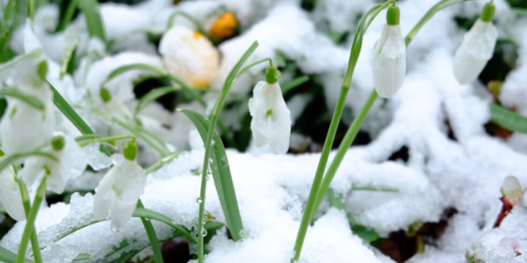 В субботу в Рязанской области ожидается мокрый снег и до +5 градусов