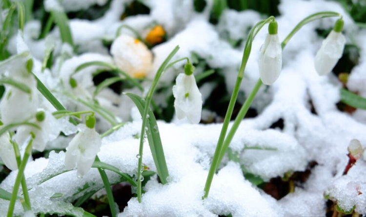 В субботу в Рязанской области ожидается мокрый снег и до +5 градусов