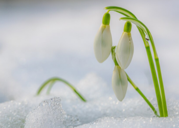 Тишковец: снежный покров в Рязанской области окончательно растает 24 марта