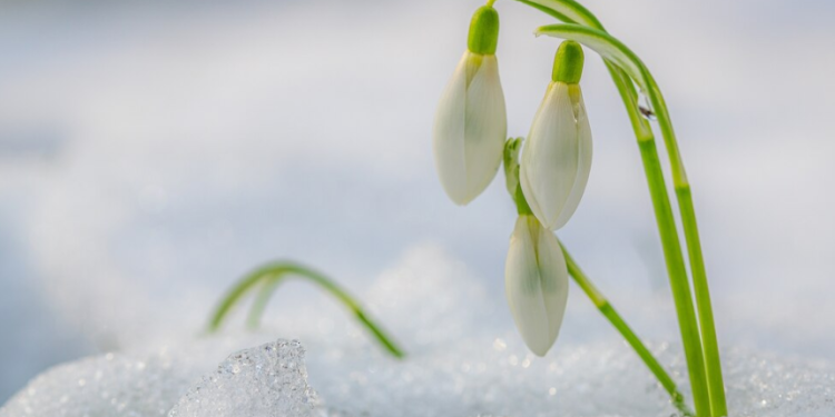 Тишковец: снежный покров в Рязанской области окончательно растает 24 марта