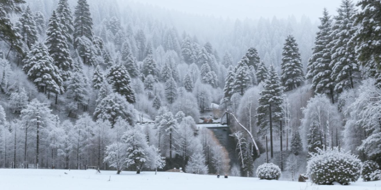 В ночь на вторник в Рязанской области похолодает до -7 градусов