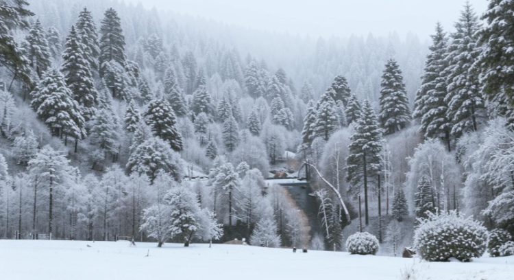 В ночь на вторник в Рязанской области похолодает до -7 градусов