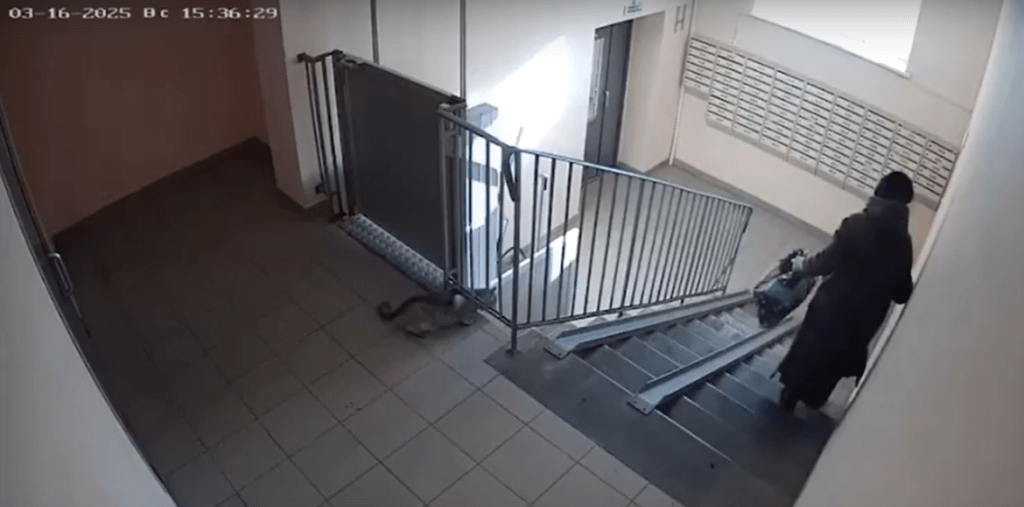 На улице Шереметьевской женщина принесла в подъезд дома кота в пакете и оставила его