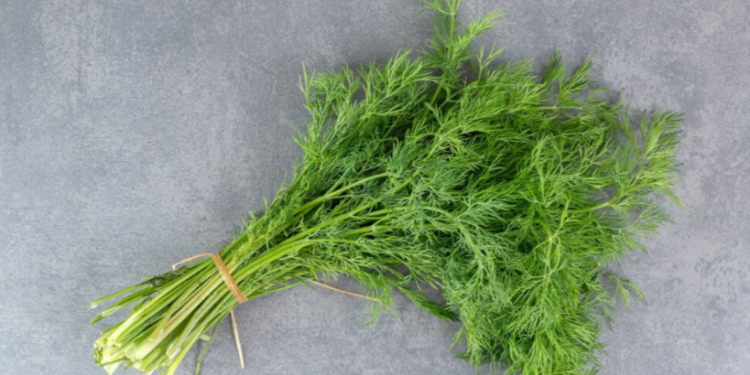 Врач Сухорукова: укроп выводит токсины и предотвращает онкологию