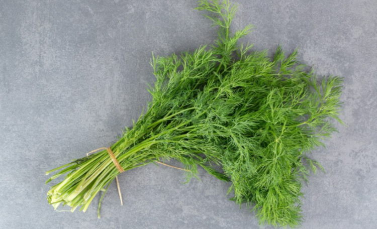 Врач Сухорукова: укроп выводит токсины и предотвращает онкологию