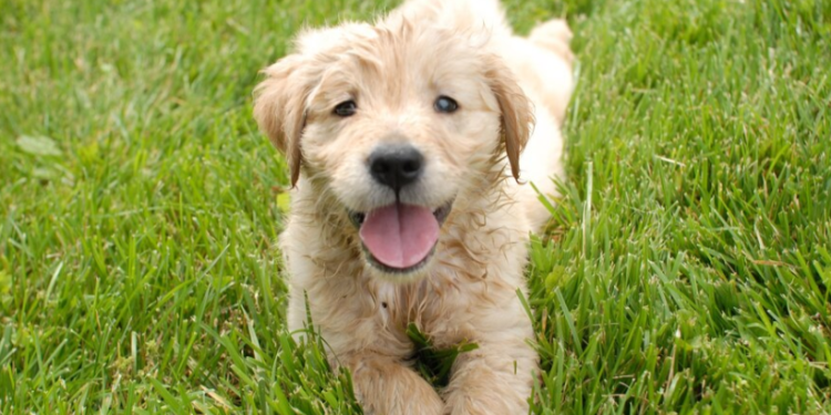 В Рязани пьяный живодер выбросил из окна третьего этажа пятерых новорожденных щенят