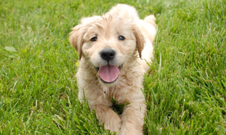 В Рязани пьяный живодер выбросил из окна третьего этажа пятерых новорожденных щенят