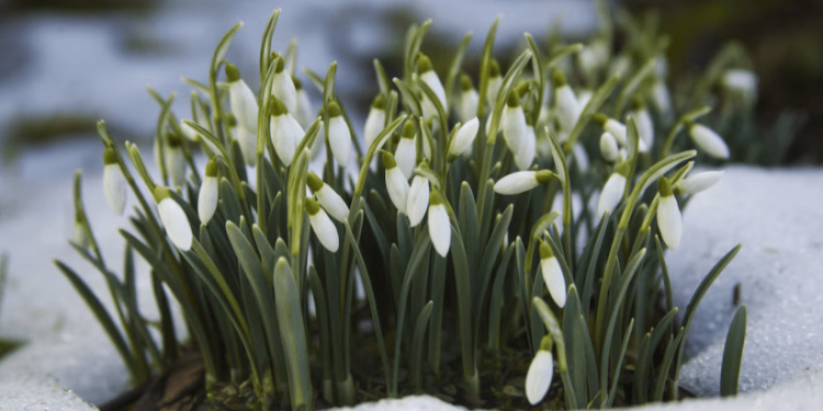 В четверг в Рязанской области потеплеет до +8 градусов