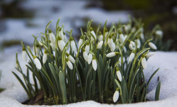 В четверг в Рязанской области потеплеет до +8 градусов