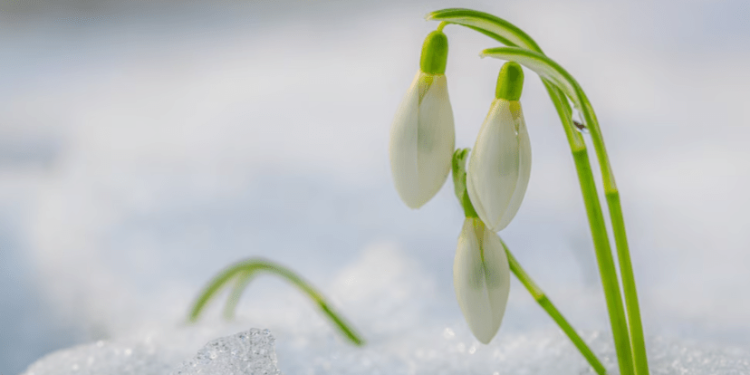 В ночь на пятницу в Рязанской области похолодает до -7 градусов