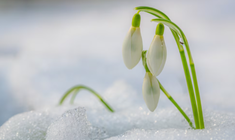 В ночь на пятницу в Рязанской области похолодает до -7 градусов