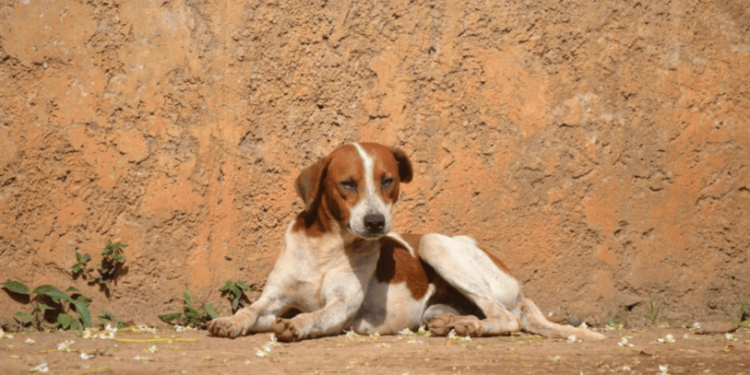 Власти Рязанской области проголосовали за умерщвление бездомных животных